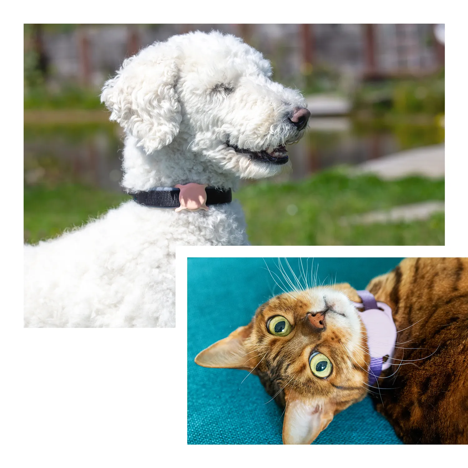 Artwizz PetStrap AirTag Hülle für Halsband Hund Katze